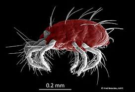 Image result for Tetranychidae grapevine