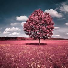 Maybe you would like to learn more about one of these? Spring Ipad Hd Wallpapers Wallpaper Cave