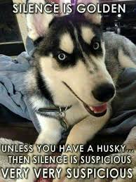 Silence Husky Funny Husky Memes Cute Husky