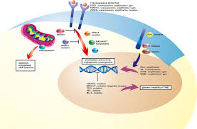 Genetic Markers In Triple Negative Breast Cancer Sciencedirect