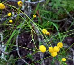 Image result for Schistostephium crataegifolium