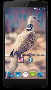 127 likes · 4 were here. Spotted Dove Wallpapers For Android Apk Download