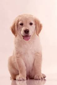 The low cost of breeding is approximately $15,828. Pricing Elwood Golden Retrievers