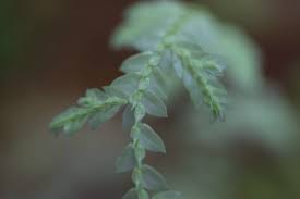 Image result for Selago whyteana