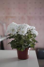 Fornire soluzioni innovative per realizzare ambienti di vita naturali e creativi: Fiori Bianchi In Una Pentola 1818193 Foto D Archivio