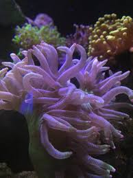 I am accepting reasonable offers. Cheep Corals Nj Reef Club