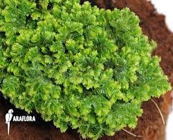 Image result for Selaginella kraussiana