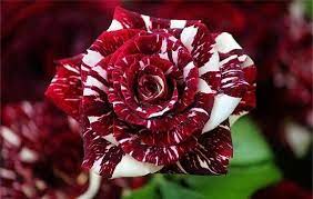 The flower is also known as the token of passion and love. The Most Beautiful Flower Of The World The Rose Steemit