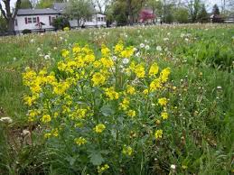 We did not find results for: Yellow Wildflowers Of May Part 1 Seasons Flow