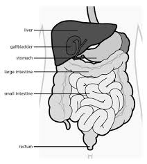 Babies with cancer can have many different symptoms, depending on what type of cancer it is. Liver Cancer Great Ormond Street Hospital