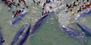 Fenomena paus sperma yang meledak paus yang meledak (exploding whale) atau tepatnya bangkai paus yang meledak. Muntahan Paus Rp3 3 M Di Bengkulu Terkait Paus Sperma Aceh Dream Co Id