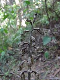 Image result for Gastrodia rwandensis