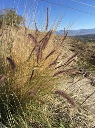 Image result for Cenchrus unisetus