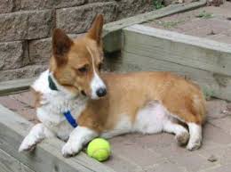 8390 lbj freeway, suite 530 dallas, tx 75243. 5 Best Corgi Rescues In Texas 2021 We Love Doodles