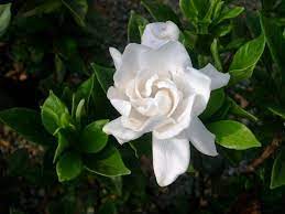 Gardenia Jasminoides Chuck Hayes Colesville Nursery Flowers Plants Gardenia