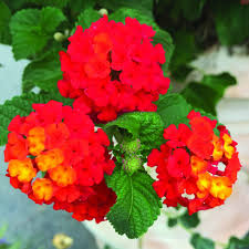 Image result for Lantana angolensis