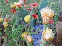 Cactus flowers are spectacular and i look forward to seeing them bloom each year. Beautiful And Tasty Prickly Pear Cactus