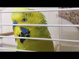 askim askim cici kus opucuk babacik karma egzersiz konusan muhabbet kusu fistik dinlet konussun youtube muhabbet kuslari kus kusu