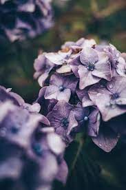 Purple Hydrangea Flowers Hd Photo By Jill Dimond Jilldimond On Unsplash Flower Pictures Hydrangea Purple Flowers