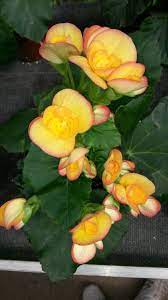 Rieger Begonia Variety Karen Grown At G E Greenhouses Inc Begonia Couleur