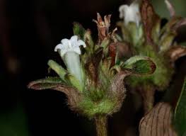 Image result for Sabicea dinklagei