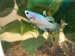 Check out our veiltail betta selection for the very best in unique or custom, handmade pieces from our shops. Female Veiltail Betta Name Pearl Setup 2 5 Gallon W Heater Filter Kept A My Aquarium Club