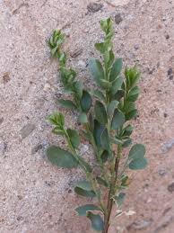 Image result for Osyris compressa