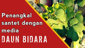 Lihat juga resep jamu daun bidara enak lainnya. Menangkal Santet Dengan Daun Bidara Begini Caranya Youtube