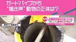 #ガードパイプ の中から聞こえてくる#鳥の鳴き声 。見てみると、中 ...