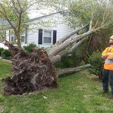 Charlottesville tree service charlottesville, va. The 10 Best Tree Trimming Services In Charlottesville Va 2021