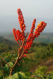 Maybe you would like to learn more about one of these? Candy Corn Plant Cuphea Micropetala Types Of Candy Corn Plants