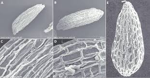 Image result for Sedum ruwenzoriense