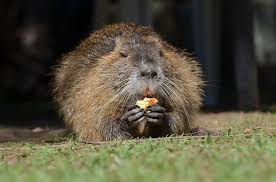 Nutria Animals Cute Animals Brown Bear