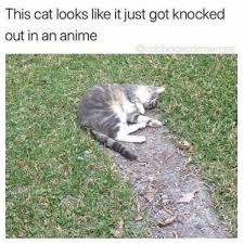 Get Up And Fight O Catlord You Are The Chosen One The Trick Is To Yell Louder Funny Animals Funny Cats Funny Animal Pictures