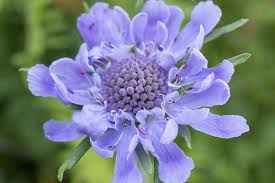 Image result for Scabiosa