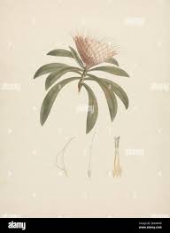 Image result for Protea gaguedi