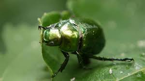 葉を食べるコガネムシ Mimela Splendens Youtube