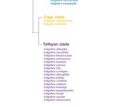 Image result for Indigofera ormocarpoides