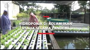 Hidroponik Kolam Ikan Bantu Perekonomian Di Tengah Pandemi Youtube