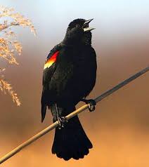 Black Bird With Red Cheeks Saw This At The Park Today While I Was Walking It S A Red Winged Blackbird So Cool Considering It S Only Supposed To Be Black Bird Red Wing Blackbird Birds