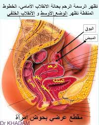 طبيب الوب متى يحصل الحمل و كيف يشخص د لؤي خدام