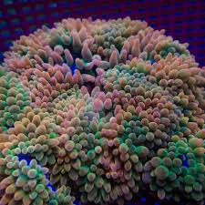 Image result for Aneilema spekei