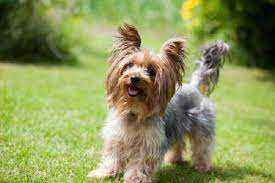 Yorkshire Terrier Price Yorkshire Terrier Dog York Terrier Yorkshire Terrier