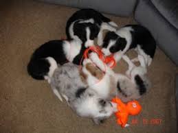 We have 1 sable male, 1 tri male, 2 sable females, 2 tri females left. Border Collie Puppies For Sale In Ohio Petswall