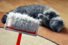 I own three cats, and i already gave up on cleaning cat hair. How To Get Rid Of Cat Dandruff Lovetoknow