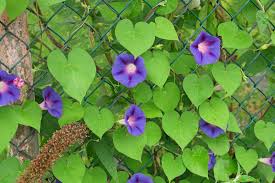Image result for Ipomoea tricolor