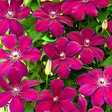 Maybe you would like to learn more about one of these? Clematis Rouge Cardinal Climbing Plants Arboretum Garden Centre