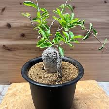 Image result for Momordica boivinii