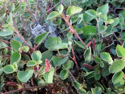 Image result for Acalypha psilostachya