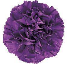 Pin On Carnations